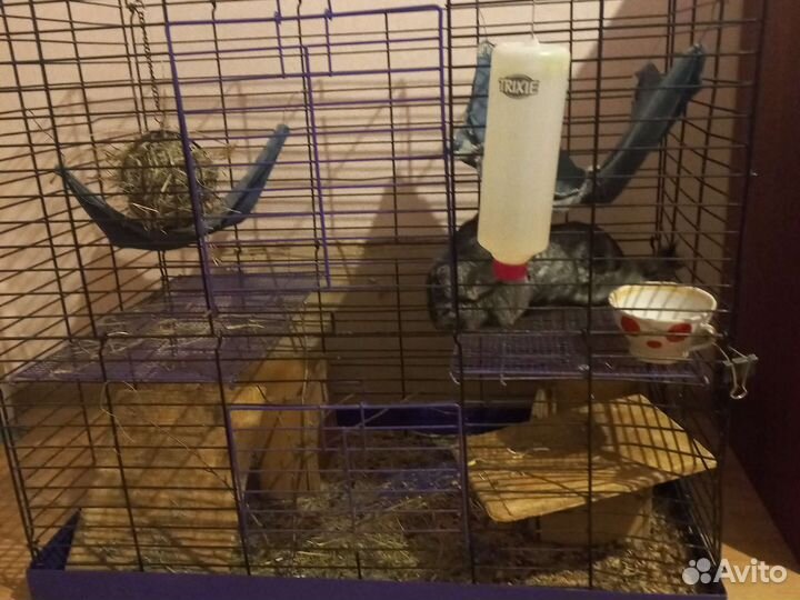 Шиншиллы с клеткой