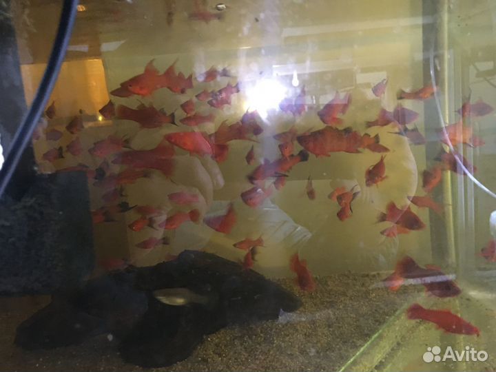 Аквариумные рыбки