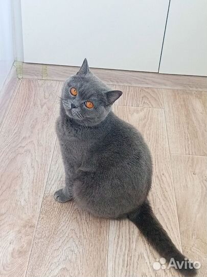 Кошка в дар бесплатно