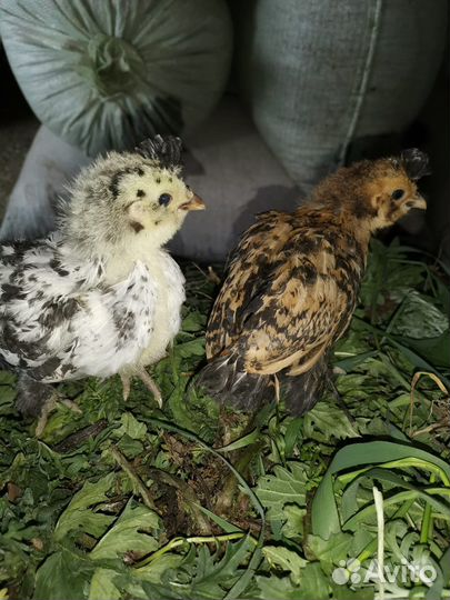 Породистые цыплята