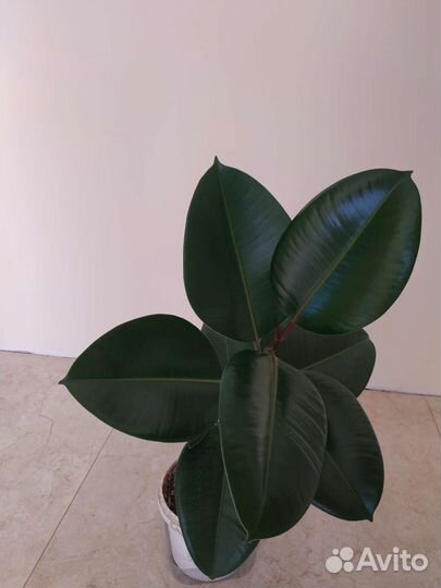 Фикус каучуконосный