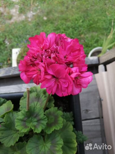 Пеларгония герань