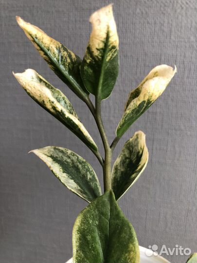 Замиокулькас Лаки Вайт