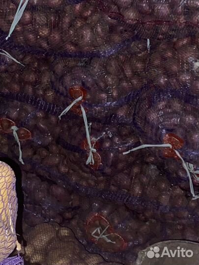 Продам картофель семенной