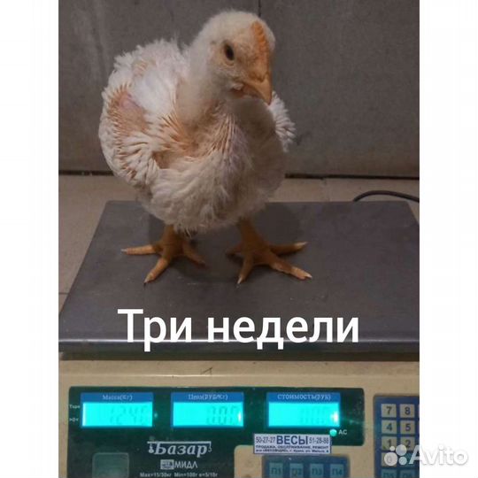 Цыплята бройлеры