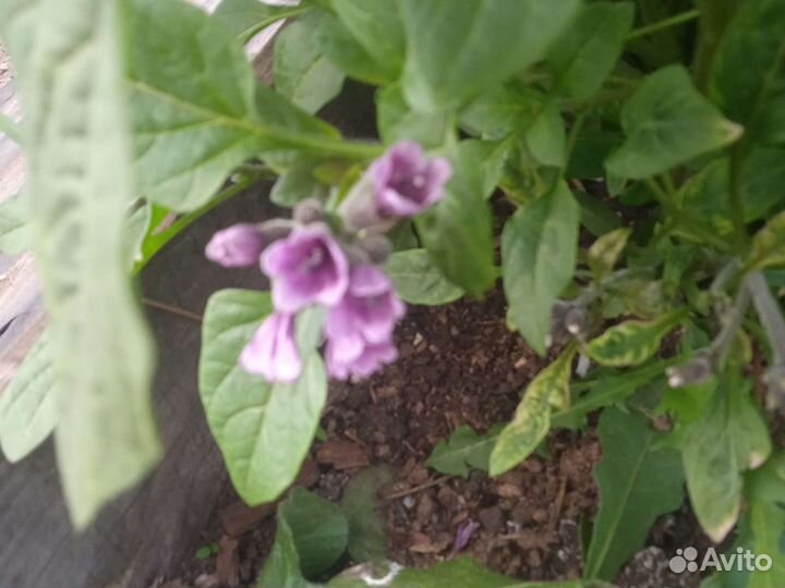 Цветы первоцветы