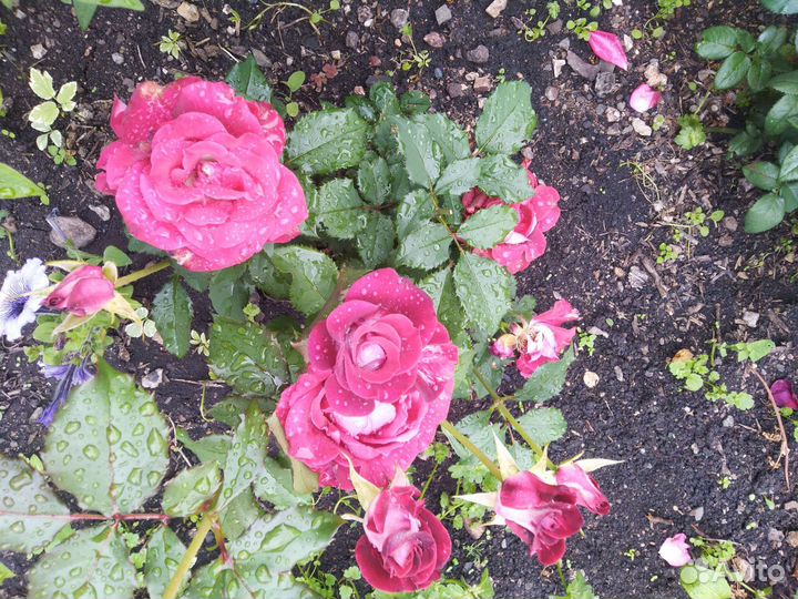 Розы чайно-гидрибные остатки