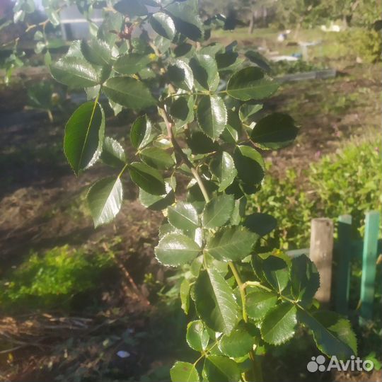 Роза плетистая