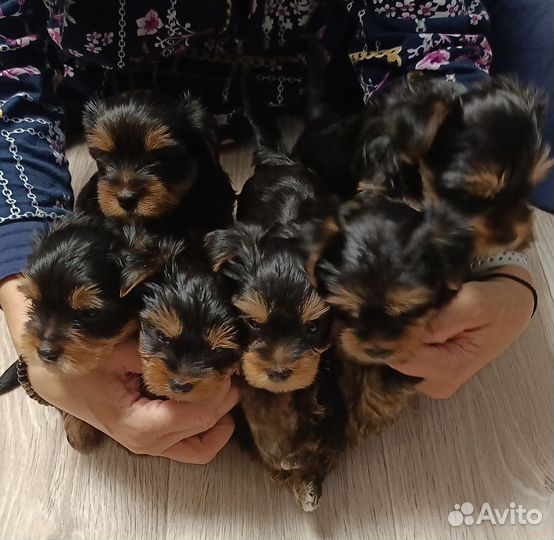 Йоркширский терьер щенки стандарт