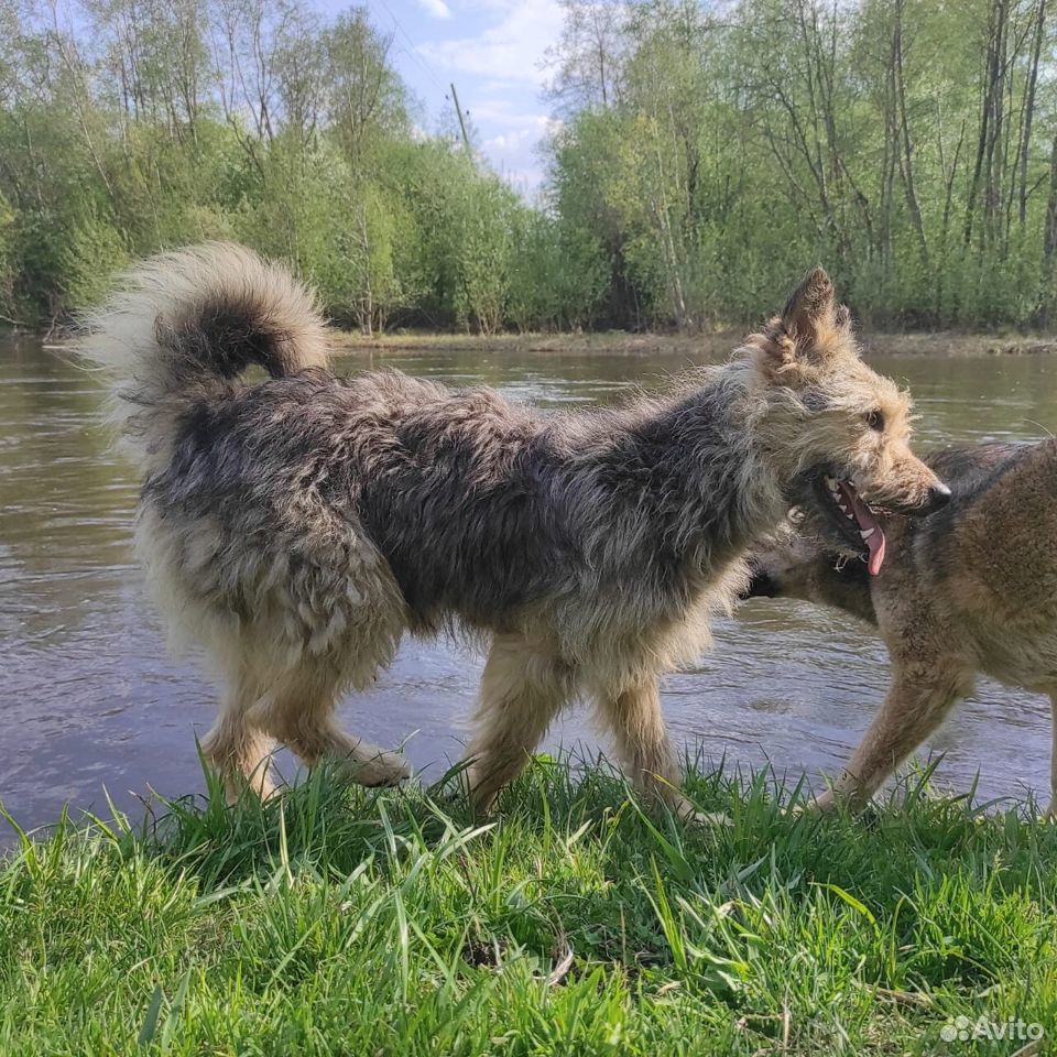 Собака веня. Шилонская овчарка Shiloh Shepherd. Шилонская овчарка длинношерстная. Пустолайка с лайкой.