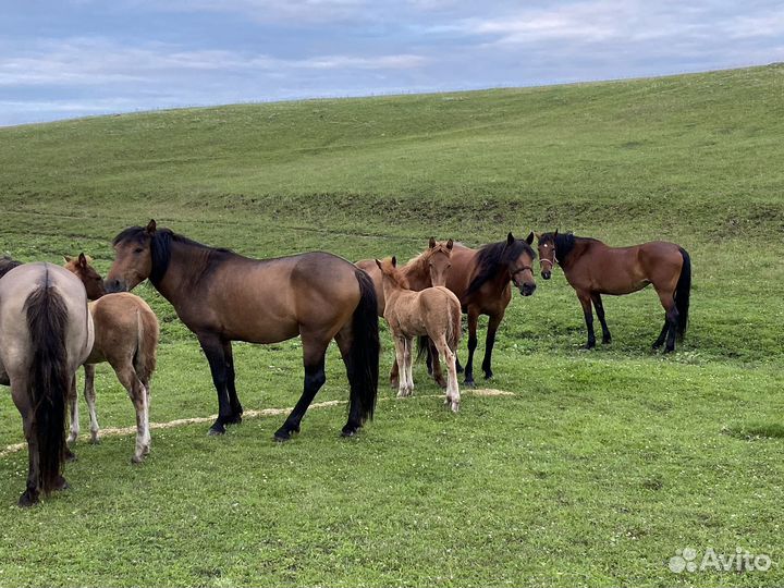 Продажа лошадей