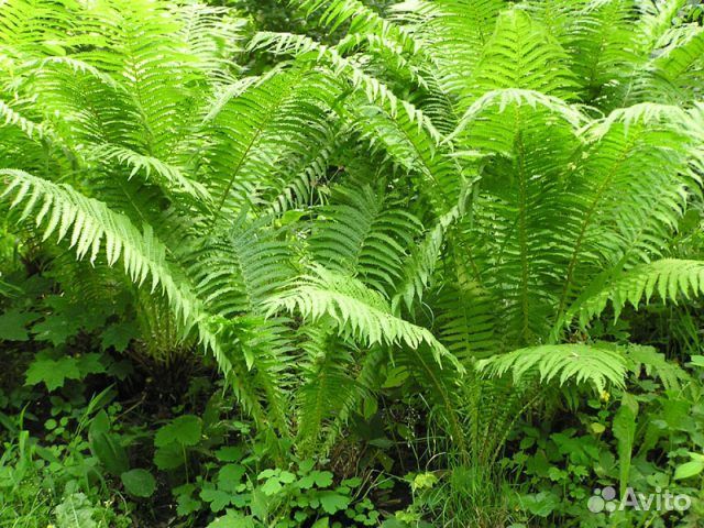 Цветы малоуходные