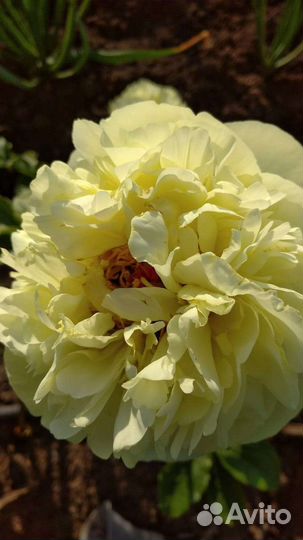 Пион лимон шифон