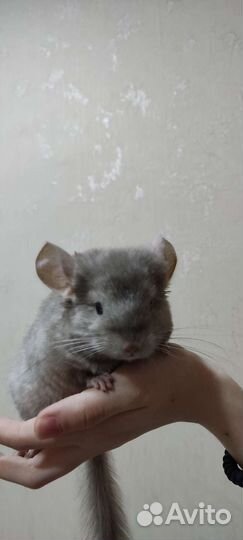 Шиншилла