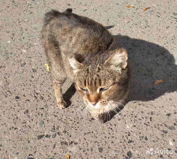Молодая кошечка ищет дом