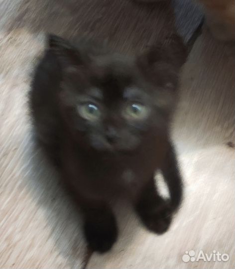 Кошки в добрые руки дар