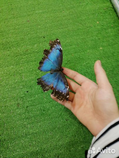 Бабочка голубая