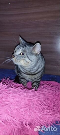 Отдам кота