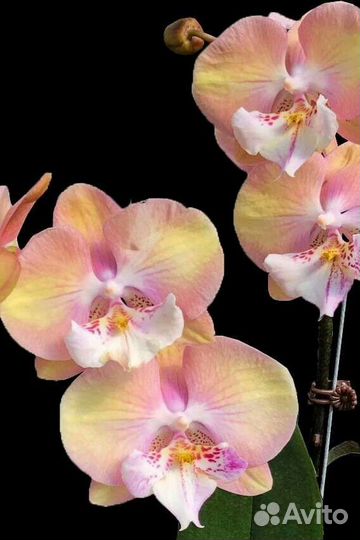 Орхидея фаленопсис Yuki Fan(Единорог) цветет купить в Москве | Товары для  дома и дачи | Авито