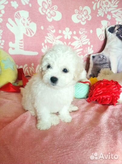 Продам щенков Бишон фризе