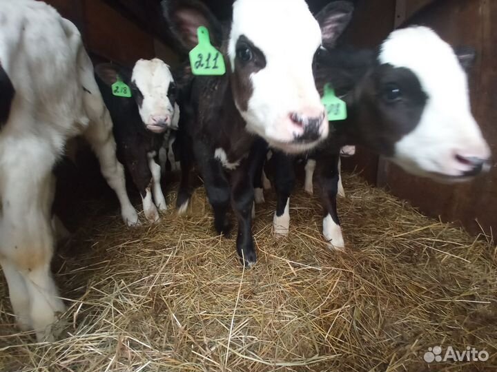 Телята и бычки