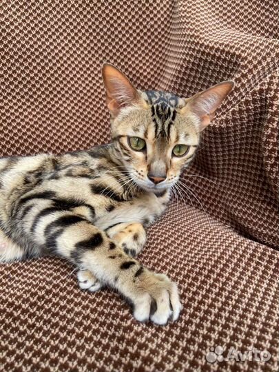 Бенгальская кошка