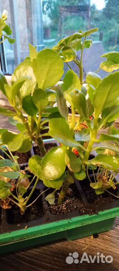 Каланхоэ лечебное