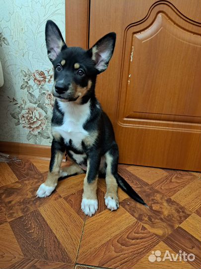 Самые милые щенки ищут заботливых хозяев