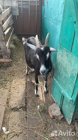 Коза дойная