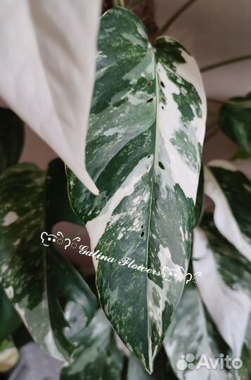 Эпипремнум Пиннатум Вайт