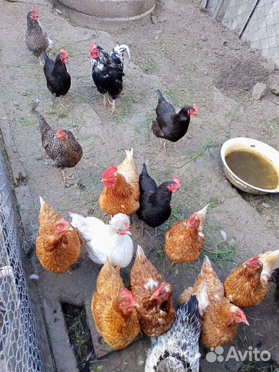 Домашние куриные яйца
