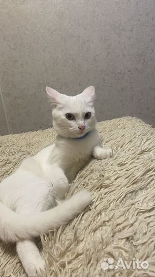 Кошка в добрые руки