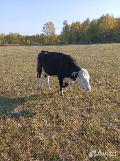 Коровы и телки