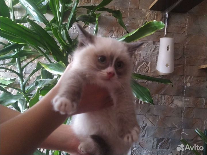 Приют для животных