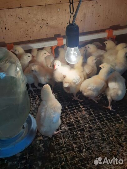 Цыплята