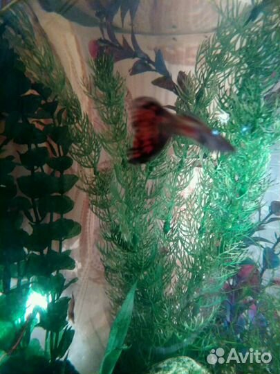 Рыбки гуппи молодежь