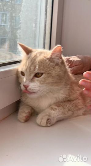 Котенок мальчик ищет дом