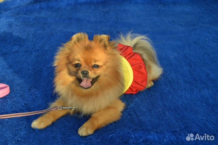 Подрощенная девочка на мягкий диванчик