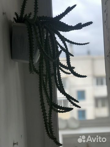 Selenicereus validus – кактус царица ночи