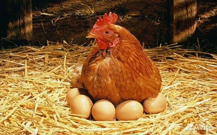 Упаковщик яиц на фабрику вахта Пермь