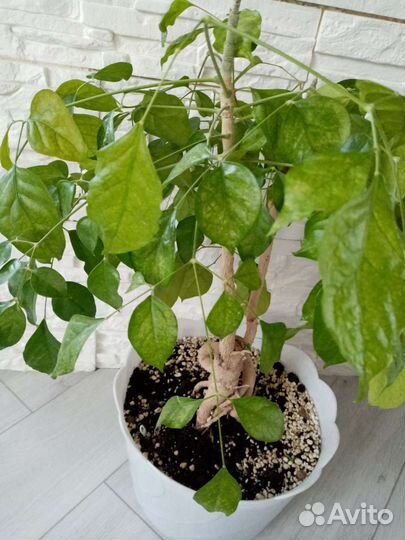 Радермахера