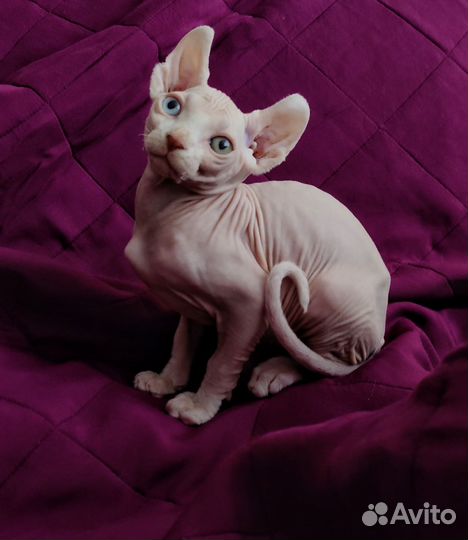 Котята эльфы
