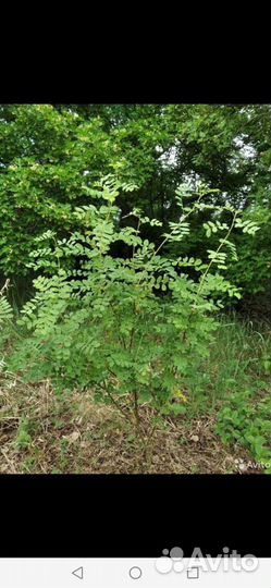 Карагана (акация)