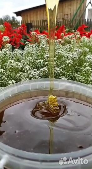 Мёд Алтайский, таёжное разнотравье