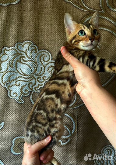 Бенгальские котята