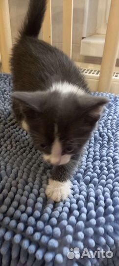 Котенок мальчик 2 месяца