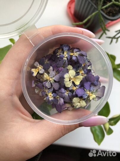 Сухоцветы анютины глазки фиолет
