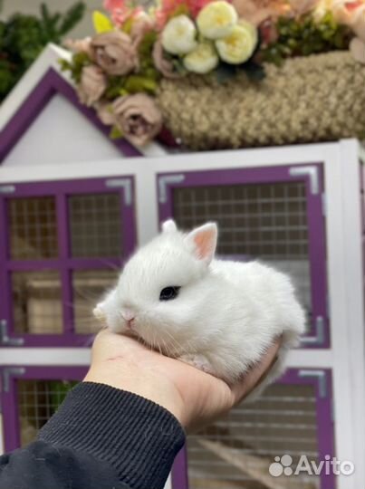 Хотот кролик супер-мини