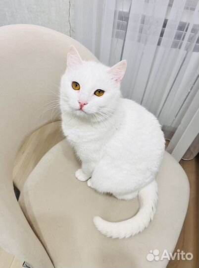 В самые лучшие руки