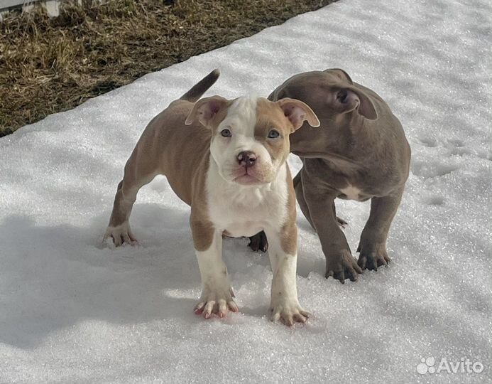 Американский булли